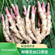 現挖正宗嫩生姜新鮮嫩姜農家自種特級仔姜紅芽姜泡菜腌制 3斤