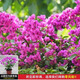 三角梅盆栽帶花發(fā)貨綠櫻四季開(kāi)花重瓣紅爬藤老樁漳紅櫻三角梅樹(shù)苗 【帶花】云南紫三角梅大苗約40cm【原盆原土】 帶盆栽好