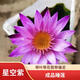 睡蓮水養盆栽花卉成品苗睡蓮花帶葉子帶花苞室外池塘水缸四季開(kāi)花 成品睡蓮【星空紫】帶葉子帶花苞~1棵