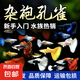 觀賞魚 小型熱帶魚孔雀魚雜袍孔雀魚天空藍(lán)活體活魚紅扇血紅 *雜袍孔雀魚2+1條備損【顏色隨機(jī)