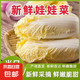 【超市品質(zhì)】新鮮精品娃娃菜現(xiàn)砍現(xiàn)發(fā)小包裝新鮮蔬菜生鮮產(chǎn)地直發(fā) 新鮮娃娃菜1*(3棵)*1包