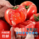 正宗沙瓤西紅柿水果番茄自然熟新鮮蔬菜生鮮減肥 2斤 帶箱