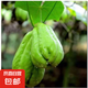 京喜加高山現(xiàn)摘佛手瓜新鮮蔬菜壽瓜豐收窩瓜洋瓜豐收瓜生鮮 貴州佛手瓜 9斤 囤貨款