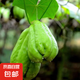京喜加高山現(xiàn)摘佛手瓜新鮮蔬菜壽瓜豐收窩瓜洋瓜豐收瓜生鮮 貴州佛手瓜 3斤 暢銷款
