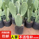 仙人掌盆栽新鮮墨西哥米邦塔可食用藥用仙人掌多肉種植外敷綠植 仙人掌2片一盆