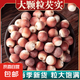 芡實肇慶農(nóng)家芡實干貨大顆粒無硫熏養(yǎng)生食品煮粥煲湯芡實原料 芡實500克
