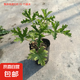 驅(qū)蚊草驅(qū)蚊植物天竺葵室內(nèi)防蚊香草驅(qū)蚊子綠植花卉香葉盆栽地栽苗 不帶盆 10-15厘米