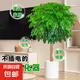 幸福樹客廳盆栽大綠植室內(nèi)陽臺棒棒糖四季植物平安樹發(fā)財樹吸甲醛 原盆原土 【精品棒棒糖幸福樹】0.5m-0.6m