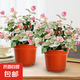 花葉絡(luò)石四季五彩花卉盆栽彩絡(luò)葉吊籃陽臺爬藤苗綠植庭院植物垂吊 花葉絡(luò)石-原土盆2盆（2盆90#特惠） 含盆