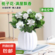 梔子花盆栽花卉室內(nèi)綠植 90#梔子花+自色南瓜吸水盆