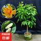 白蘭花盆栽嫁接黃角蘭黃桷蘭白玉蘭黃玉蘭花苗樹苗庭院苗盆栽花卉 黃蘭3年苗40cm高左右當年開花