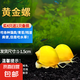 黃金螺淡水觀賞螺活體清潔螺除藻清苔工具螺蘋果螺不加溫吃魚龜便 小黃金螺4只送1只防損 1-1.5cm