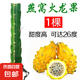 火龍果苗紅心紅肉盆栽燕窩黃龍果樹苗當(dāng)年結(jié)果南北方四季陽(yáng)臺(tái)種植 燕窩果 火龍果2顆裝