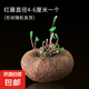 山烏龜植物金不換盆栽紅藤血藤水培盆景爬藤室內(nèi)桌面多肉綠植花卉 直徑4-6厘米1個紅藤山烏龜+贈品