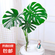 大型開背龜背竹盆栽老樁大號室內(nèi)水培耐陰好養(yǎng)綠植吸甲醛四季常青 長壽龜背竹50-60厘米2顆4片葉