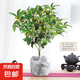 四季桂花盆栽樹(shù)苗開(kāi)花植物室內(nèi)外花卉濃香好養(yǎng)可食用綠植盆景月桂 【精品】四季桂/40-50cm[原土球]