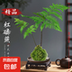 蕨類水培植物盆栽紅磷蕨苔蘚球一葉蕨室內(nèi)耐陰新中式禪意盆景綠植 精品紅磷蕨苔蘚球40-50cm【紫砂托盤+方底座】 送營養(yǎng)液
