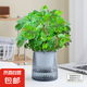 含羞草盆栽室內(nèi)客廳辦公桌面上趣味可愛(ài)小綠植害羞草四季好養(yǎng)花卉 【特級(jí)】含羞草【灰繁星自吸盆】栽好發(fā)貨