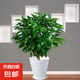 平安樹客廳盆栽大型綠植幸福樹新房吸甲醛植物室內(nèi)四季好養(yǎng) 精品平安樹70-80厘米+白色螺紋盆