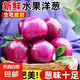 新生紫皮洋蔥生吃脆甜應季新下鮮紅洋蔥蔬菜超市新款 新鮮紅洋蔥 5斤