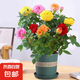 四季鉆石玫瑰盆栽帶花苞月季薔薇花大花濃香四季花卉盆栽開花不斷 混色玫瑰 帶花苞 （加侖盆）