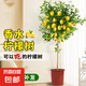 香水檸檬樹苗盆栽可結(jié)果樹苗大型綠植室內(nèi)客廳四季好養(yǎng)植物 檸檬樹1-1.2米+原盆