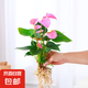 紅掌水培盆栽室內(nèi)易養(yǎng)水生花卉白掌綠植一帆風(fēng)順客廳觀花植物粉掌 粉掌1顆（不含其他） 整體高度（28-35cm）