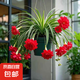 新品綠植金邊金心吊蘭濃香重瓣大花綠植花卉四季開花盆栽凈化空氣 紅吊蘭（當年開花）