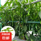 山東臨沂新鮮皺皮辣椒正宗薄皮特辣青椒虎皮辣椒農(nóng)家自種現(xiàn)摘現(xiàn)發(fā) 皺皮辣椒 3斤 精品（手工挑選）