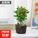 【帶盆種植好】虎刺梅盆栽花卉海棠花鐵海棠四季開花植物室內(nèi)外種 虎刺梅1盆+原土發(fā)貨