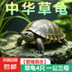 【全網(wǎng)比價】中華草龜包活精品草龜長壽龜觀賞龜墨龜寵物小烏龜 草龜四只一公三母【繁殖組合】 9-10cm
