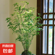 米竹水培苔蘚球植物室內(nèi)盆栽微觀盆景鳳尾竹觀音竹觀賞竹子小米竹 米竹老樁 10桿以上【基地土培原盆】