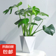 特價(jià)龜背竹大葉開(kāi)背盆栽室內(nèi)客廳綠植土水培四季常青花卉凈化空氣 龜背竹含菱形盆【42-52高】3顆+肥料