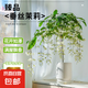 垂絲茉莉盆栽帶花苞老樁陽臺室內(nèi)垂吊風(fēng)車易活四季綠植物花卉開花 【開花超多】垂絲茉莉50-60cm（菠蘿吸水盆）
