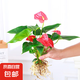 紅掌水培盆栽室內(nèi)易養(yǎng)水生花卉白掌綠植一帆風(fēng)順客廳觀花植物粉掌 紅掌1顆（不含其他） 整體高度（28-35cm）
