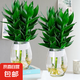 觀音竹富貴竹水培植物帶根發(fā)貨辦公室內(nèi)盆栽客廳花卉易活植物水養(yǎng) 【特惠2盆】3棵+[龍蛋瓶]