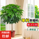 幸福樹客廳盆栽大型綠植辦公室內(nèi)好養(yǎng)植物大老樁平安樹四季吸甲醛 獨桿幸福樹1.3-1.5米+原盆