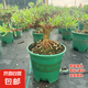 太陽花老樁盆栽重瓣玫紅陽臺庭院花卉四季開花宿根耐寒植物室內外 5年老樁【帶盆】1盆精品-當年開花