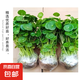 銅錢草水培盆栽辦公室內室外花卉金錢草綠植吸好養(yǎng)花草植物 精品銅錢草帶葉發(fā)貨1盆（不含盆  100根以上）
