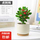 【帶盆種植好】虎刺梅盆栽花卉海棠花鐵海棠四季開花植物室內(nèi)外種 虎刺梅1盆+北歐陶瓷盆+托盤