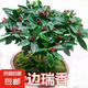 金邊瑞香盆栽室內(nèi)陽(yáng)臺(tái)濃香型綠植物耐寒花卉帶花苞老樁四季開(kāi)花 金邊瑞香6年苗【當(dāng)年開(kāi)花】