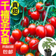傲點(diǎn)耐熱蔬菜苗秧苗大全帶土辣椒苗西紅柿苗番茄苗四季種植庭院陽 高產(chǎn)紅圣女果千禧苗3顆