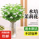 茉莉花水培植物盆栽辦公室內(nèi)桌面好養(yǎng)懶人鮮花綠植水養(yǎng)花卉 精品水培茉莉6-8株+液不含盆