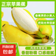 正宗蘋果蕉廣西香蕉自然熟新鮮水果奶蕉粉蕉小米芭蕉鵬貿 凈重5斤