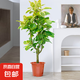 黃金榕客廳綠植盆栽花葉橡皮樹室內(nèi)大型植物高山榕落地盆景好養(yǎng)活 精選黃金榕1.4-1.5m【原盆原土】