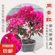 三角梅盆栽帶花苞綠葉櫻花四季開花卉多色爬藤植物陽臺庭院 同安紅大苗45-50cm左右（原盆原土）