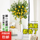 香水檸檬樹苗盆栽可結(jié)果樹苗大型綠植室內(nèi)客廳四季好養(yǎng)植物 檸檬樹1-1.2米+白螺紋盆