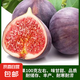 無花果樹果苗特大果波姬紅帶果矮化盆栽四季結(jié)果南北方陽臺可種植 日本紫果品種-5年苗【當年結(jié)果】