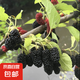桑葚樹苗無籽大十臺灣長果果桑苗桑椹苗桑葚苗地栽盆栽占地果樹苗 四季果桑  地徑2cm左右 1棵 苗高30CM左右
