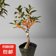 嫁接桂花樹苗盆栽濃香型四季庭院地栽金桂矮樁室內(nèi)花卉好養(yǎng)小盆景 嫁接丹桂5年苗【開花旺盛】